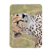 チータ マグネット (縦)