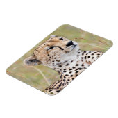 チータ マグネット (左側)