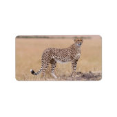 チータ ラベル (正面)