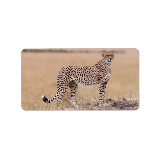 チータ ラベル (正面)