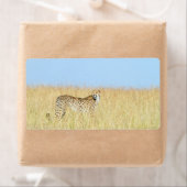 チータ ラベル (インサイチュ)