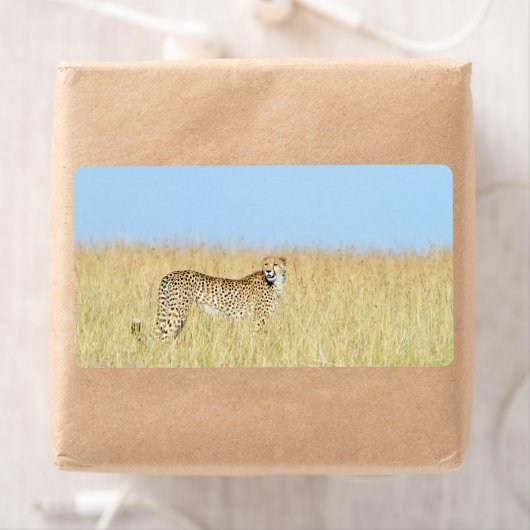 チータ ラベル (インサイチュ)