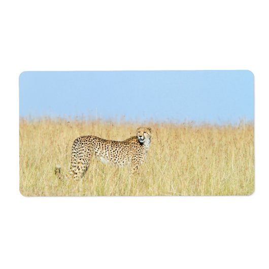 チータ ラベル (正面)