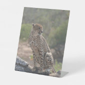 チータ 台座サイン (正面)