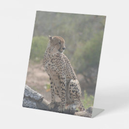 チータ 台座サイン