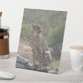 チータ 台座サイン (インサイチュ)