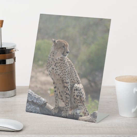 チータ 台座サイン (インサイチュ)