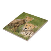 チートカブと草の中の親 タイル (側面)