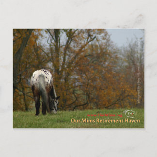 チーフ – Appaloosa in the move Prancer ポストカード