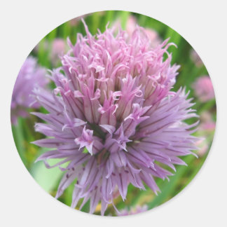 チーブスティッカーの開花 ラウンドシール