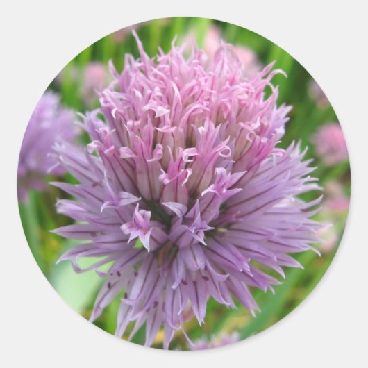 チーブスティッカーの開花 ラウンドシール (正面)