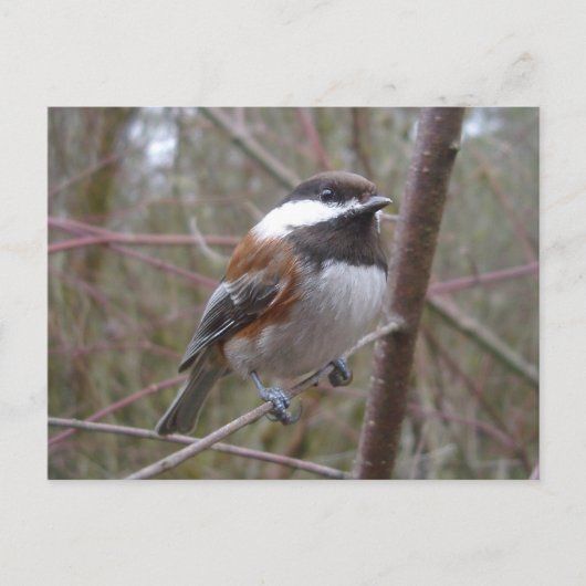 チープハガキ《鳥》アメリカゴガラ ポストカード (正面)