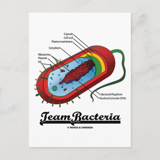 チームバクテリア（原核生物） ポストカード (正面)