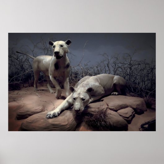 ツァボのライオンを食べる ポスター (正面)