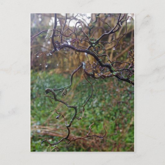 ツイストヘイゼル ポストカード (正面)