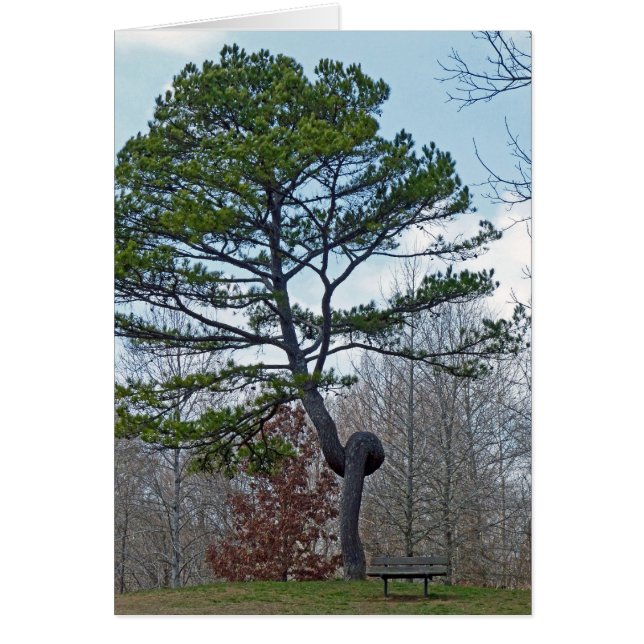 ツイテッドツリー (正面)