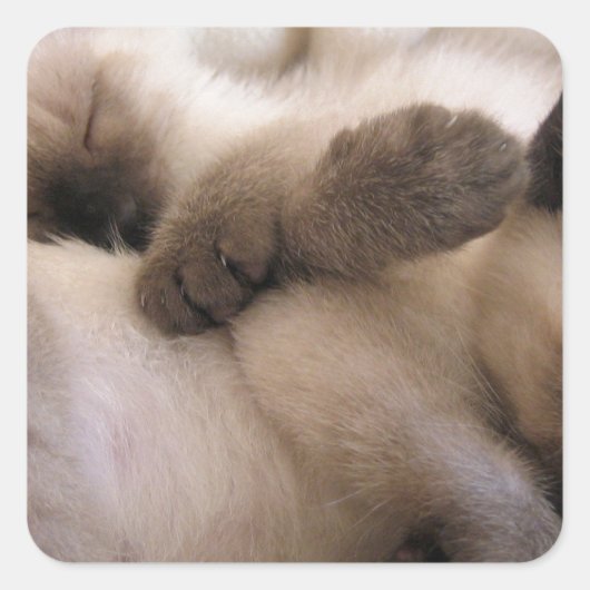 ツインズペット猫かわいいシャム猫 スクエアシール (正面)