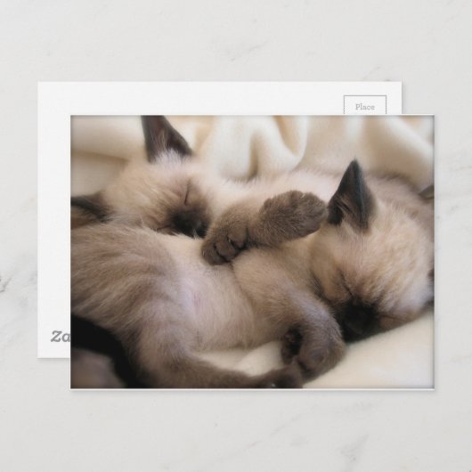 ツインズペット猫かわいいシャム猫 ポストカード (正面/裏面)