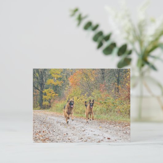 ツイン・ドイツの羊飼い紅葉 ポストカード (スタンド正面)