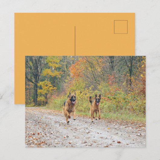 ツイン・ドイツの羊飼い紅葉 ポストカード (正面/裏面)