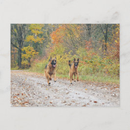 ツイン・ドイツの羊飼い紅葉 ポストカード