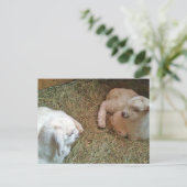 ツイ生まれたばかりのンバッキング葉書 ポストカード (スタンド正面)