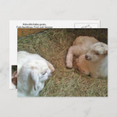 ツイ生まれたばかりのンバッキング葉書 ポストカード (正面/裏面)