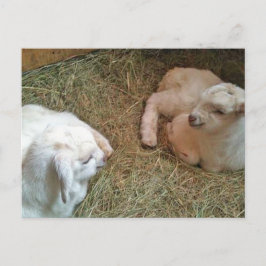 ツイ生まれたばかりのンバッキング葉書 ポストカード