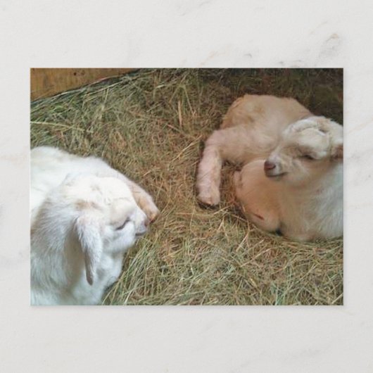 ツイ生まれたばかりのンバッキング葉書 ポストカード (正面)