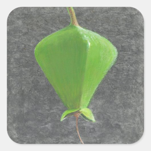 ツガネザル スクエアシール (正面)