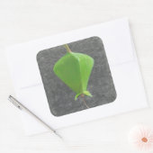 ツガネザル スクエアシール (封筒)