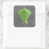 ツガネザル スクエアシール (バッグ)