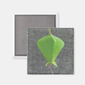 ツガネザル マグネット (正面/裏面)