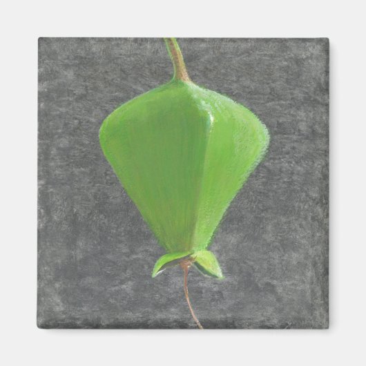 ツガネザル マグネット (正面)