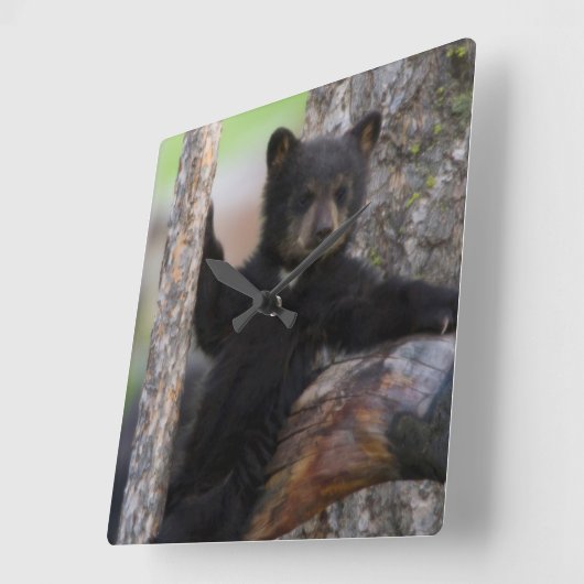 ツキノワグマのカブスのLounging スクエア壁時計 (傾斜)