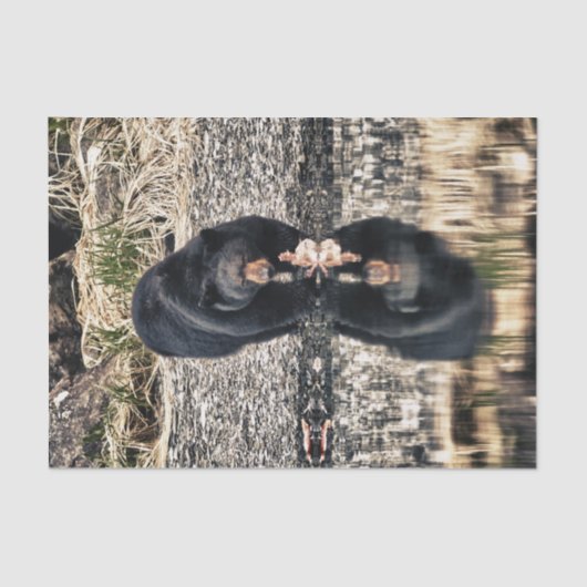 ツキノワグマの反射 薄葉紙 (正面)