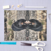 ツキノワグマの反射 薄葉紙 (クラフト)