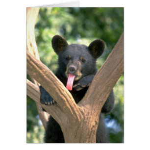 ツキノワグマの幼いこども