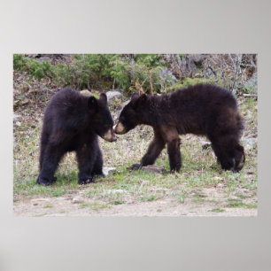 ツキノワグマカブス ポスター