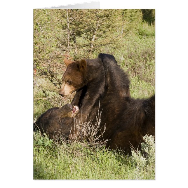 ツキノワグマ (正面)