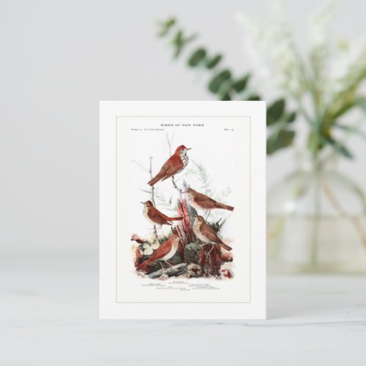 ツグミ ポストカード (スタンド正面)