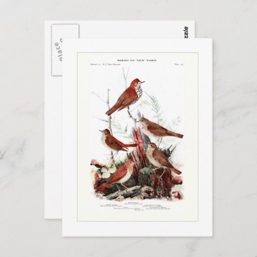 ツグミ ポストカード (正面/裏面)