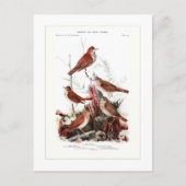 ツグミ ポストカード (正面)