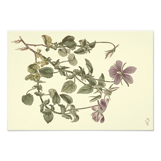 ツケサシスミレの植物画 フォトプリント            (正面)