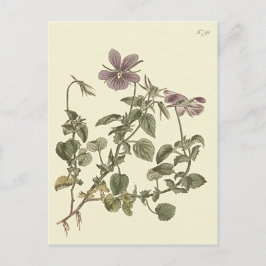 ツケハナスミレの植物画 ポストカード