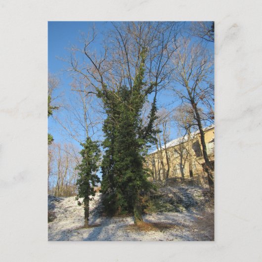ツゲワッチェナーバウム ポストカード (正面)