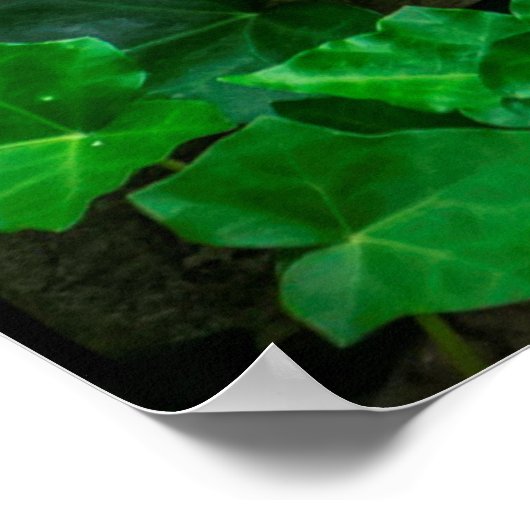 ツタつる植物葉植物ブロードリーフ ポスター (角)