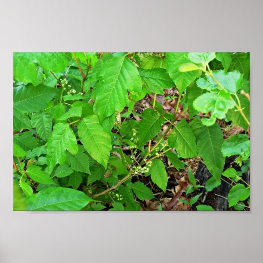 ツタに花を付ける ポスター (正面)