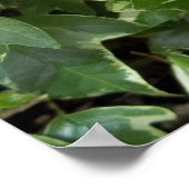 ツタのバリケードのポスター ポスター (角)