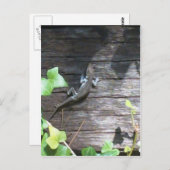 ツタの壁の灰色のトカゲ ポストカード (正面/裏面)